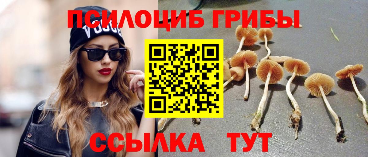 Псилоцибиновые грибы Cubensis Сыктывкар